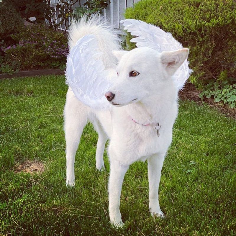 أجنحة الملاك الكلب زي هالوين