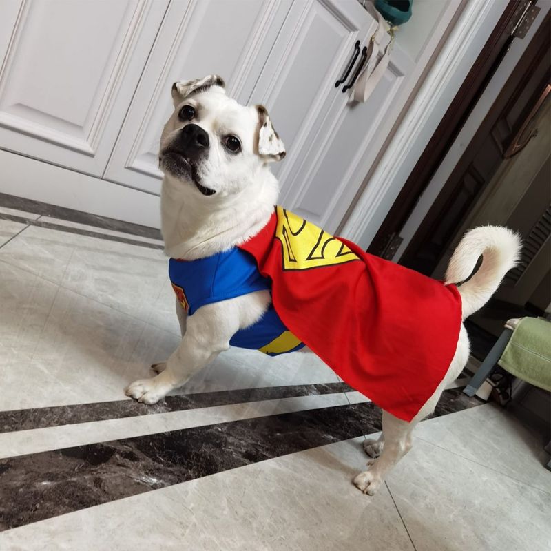 Superman pas kostim za Noć vještica