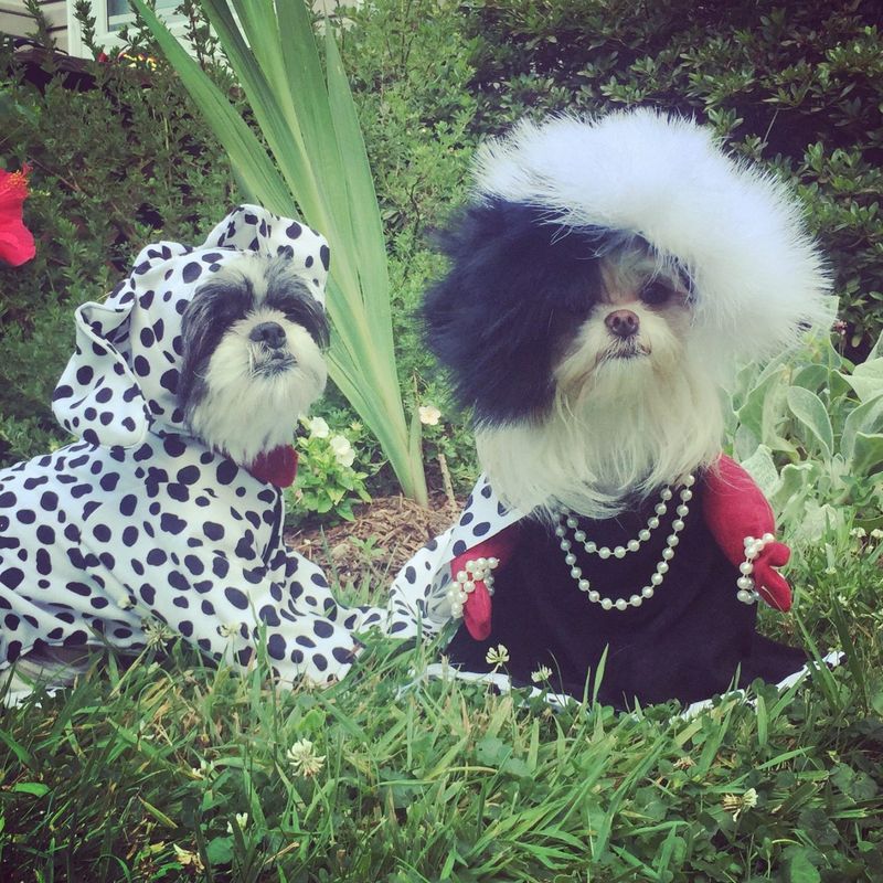 أزياء Cruella De Vil & Dalmatian Halloween للكلاب الصغيرة