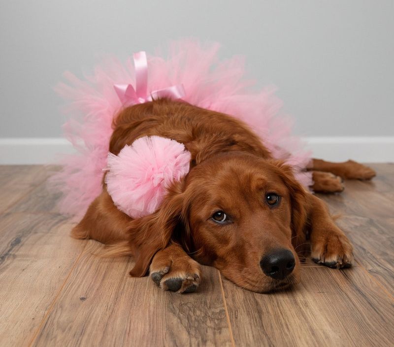 Slatka ružičasta tutu za pse, koju nosi smeđi zlatni retriver