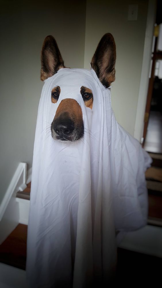Jednostavan kostim duha psa, slatki kostimi za Noć vještica