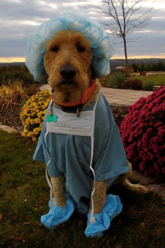 زي طبيب الكلب ، أزياء هالوين الكلب لطيف