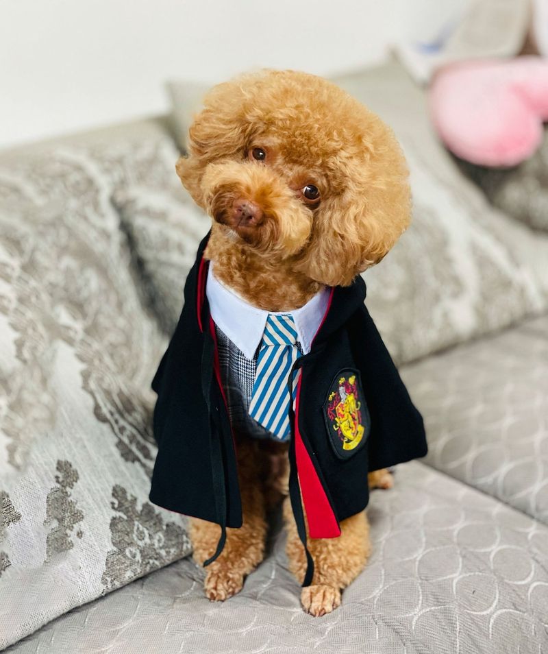 Harry Potter Halloween kostim za pse