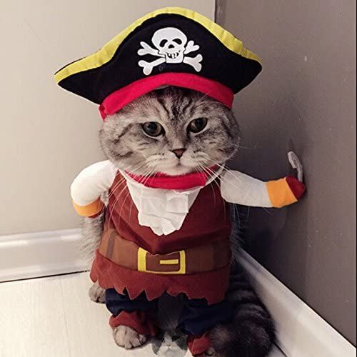 Korsan kedi kostümü