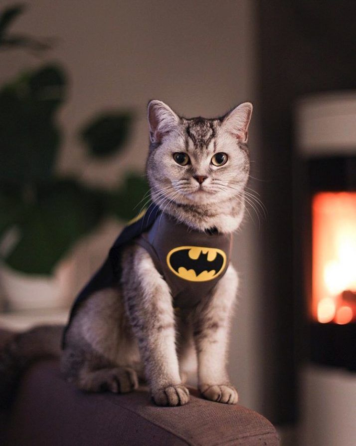 Kostim mačke Batman, kostimi slatke mačke za Noć vještica