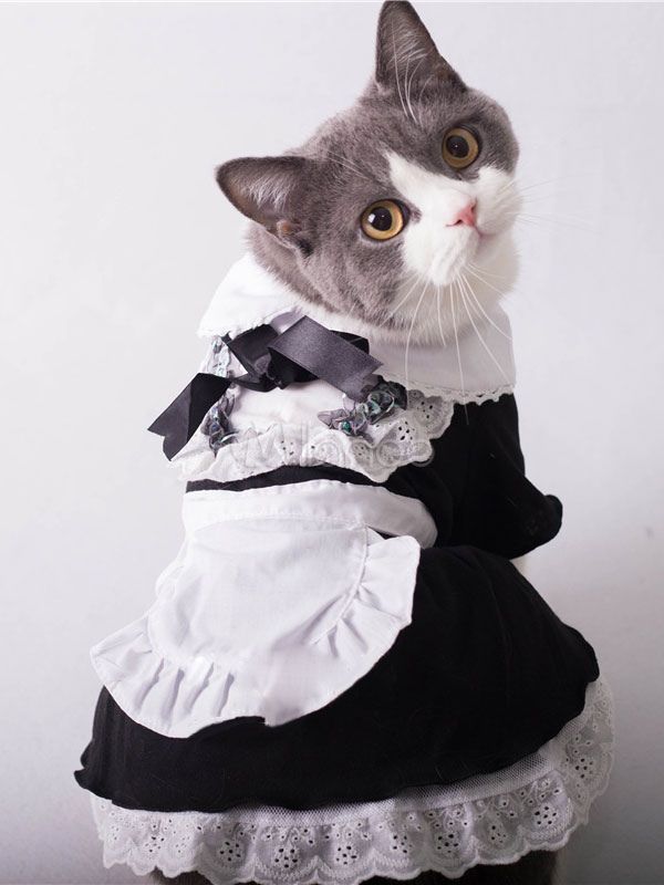kedi hizmetçi kostümü