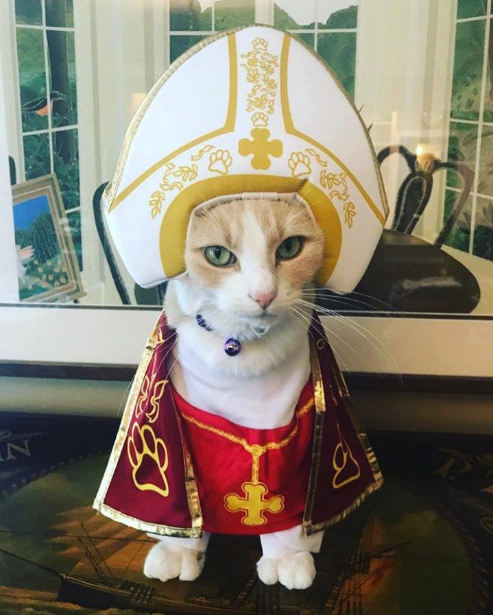 Papa kedi kostümleri