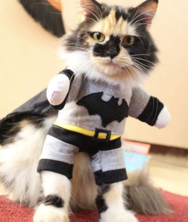Cadılar Bayramı için Batman kedi kostümü