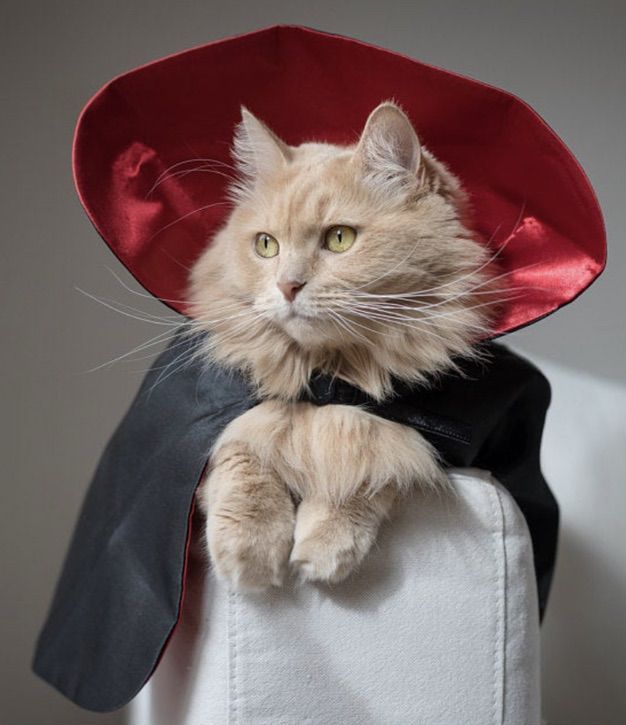 Cadılar Bayramı için Drakula kedi kostümü