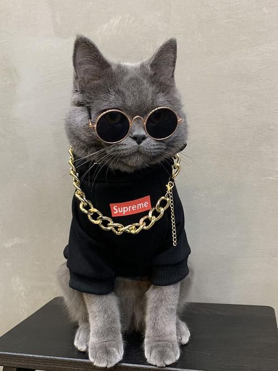 Cadılar Bayramı için gangster kedi kostümü