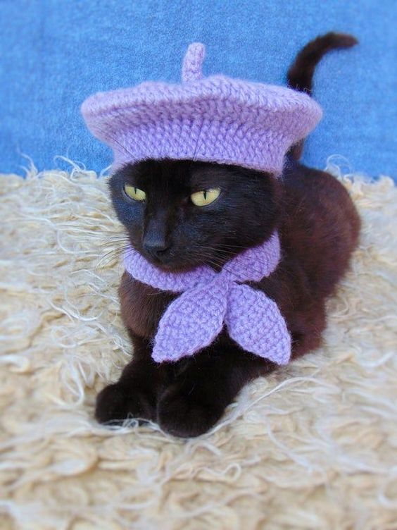 Cadılar Bayramı için mor Fransız kedi kostümü