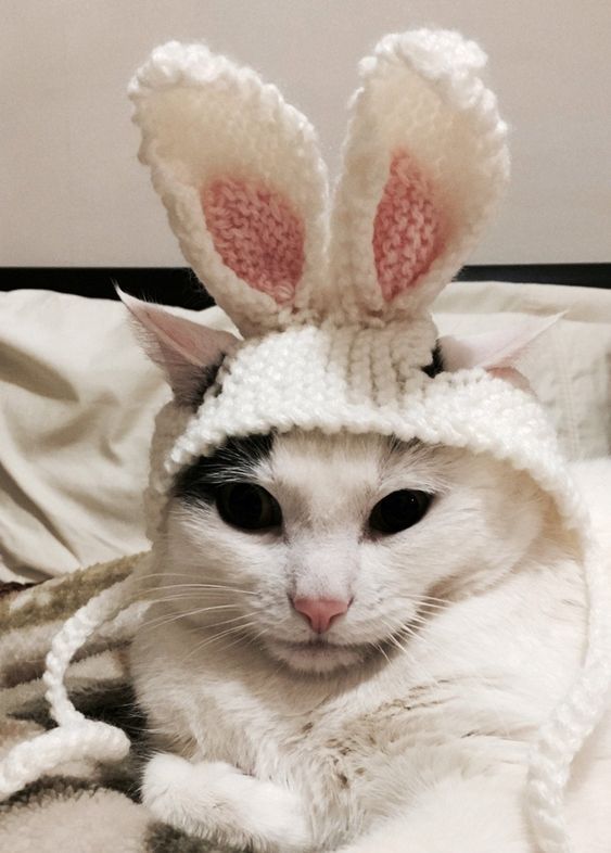 Cadılar Bayramı için sevimli tavşan kedi kostümü