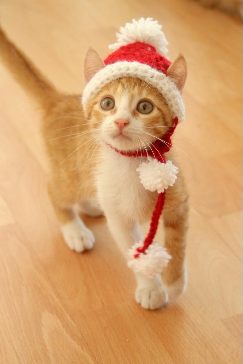 Noel Baba kedi kostümlerini kesin