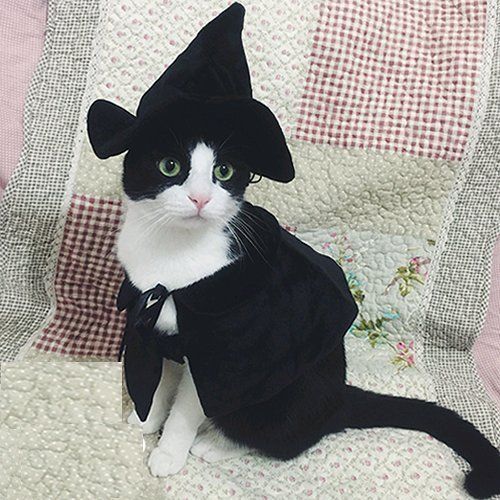 Slatka crna mačka vještica kostim za Noć vještica za mačke