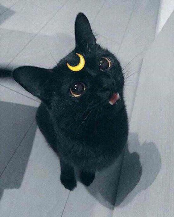 Slatka mačka Sailor Moon