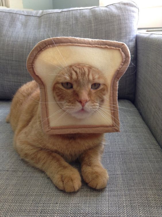 Cadılar Bayramı için şirin tost kedi kostümleri