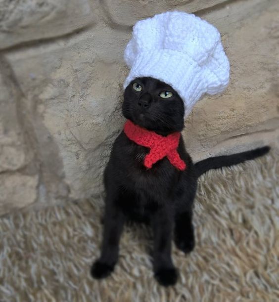 Slatki kostimi za mačke kuhara za Noć vještica