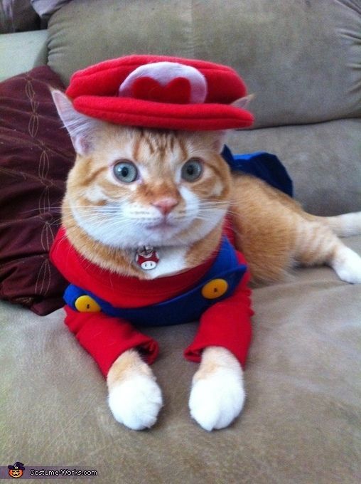 Kediler için Mario Cadılar Bayramı kostümü