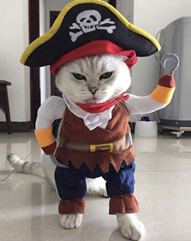 أزياء القط القراصنة لطيف لجميع القديسين