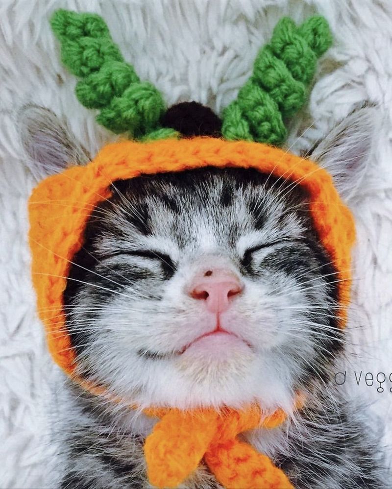 Cadılar Bayramı için şirin balkabağı kedi kostümleri