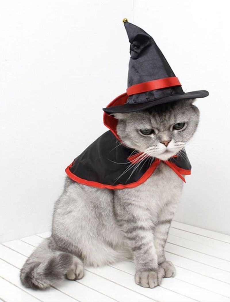 Cadılar Bayramı için cadı kedi kostümleri