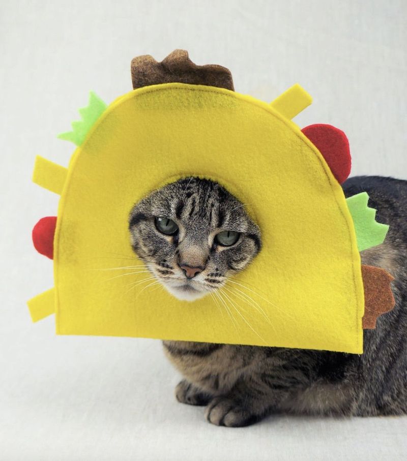 Cadılar Bayramı için Taco kedi kostümleri