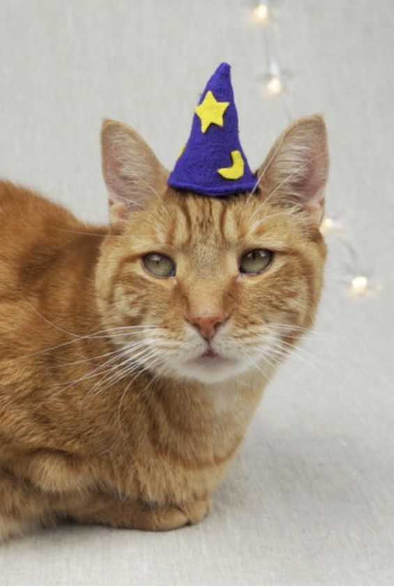 Slatka mačka čarobnjak kostimi za Noć vještica, kostim mačke čarobnjaka