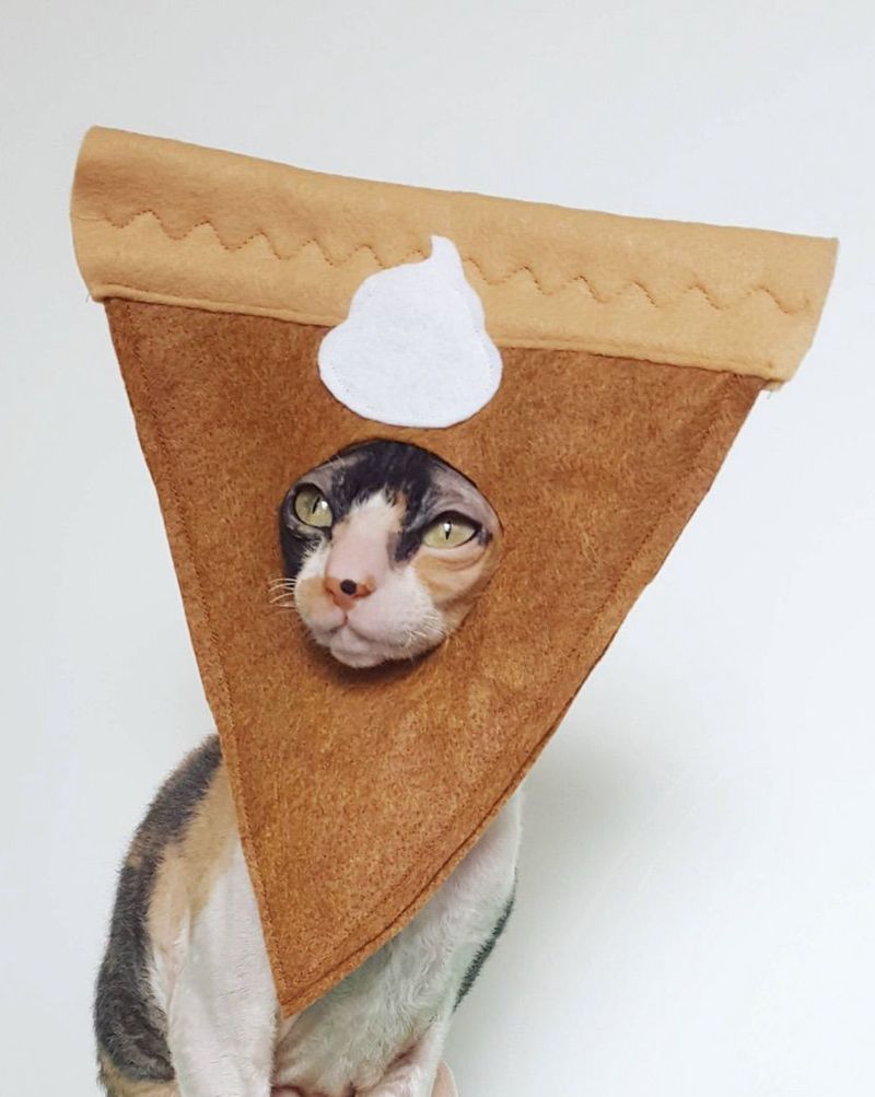 Cadılar Bayramı için balkabağı pastası kedi kostümleri