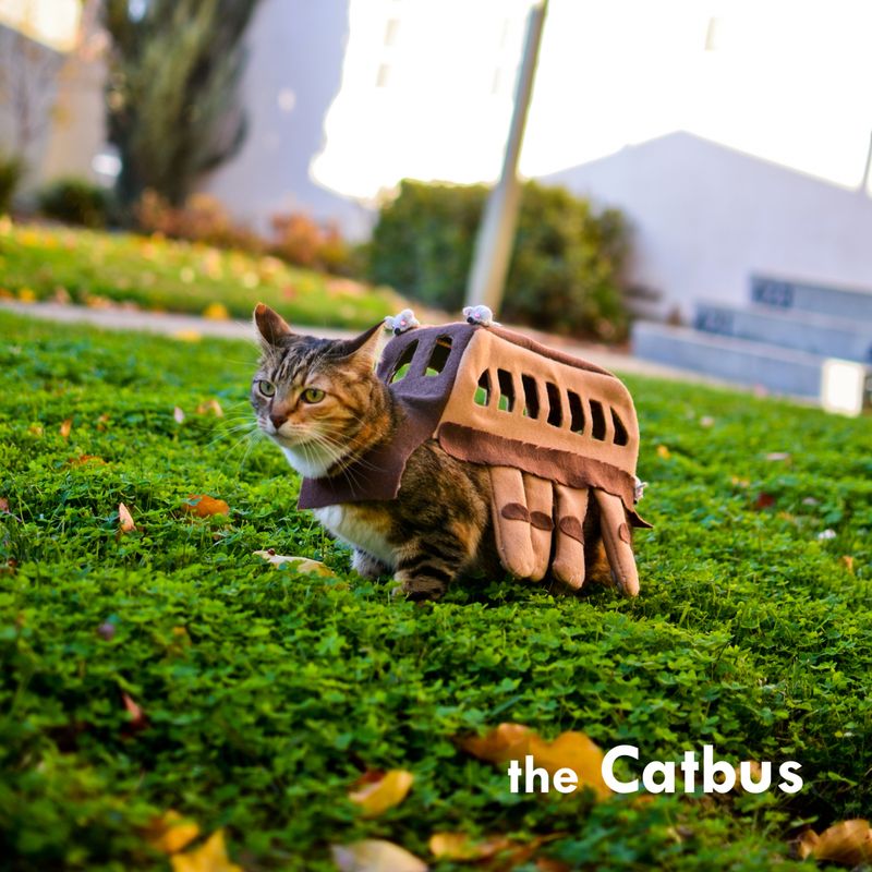 Kediler için Catbus kostümü