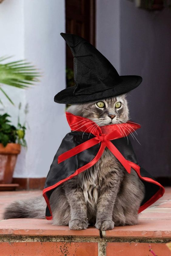 Cadı kedi kostümü