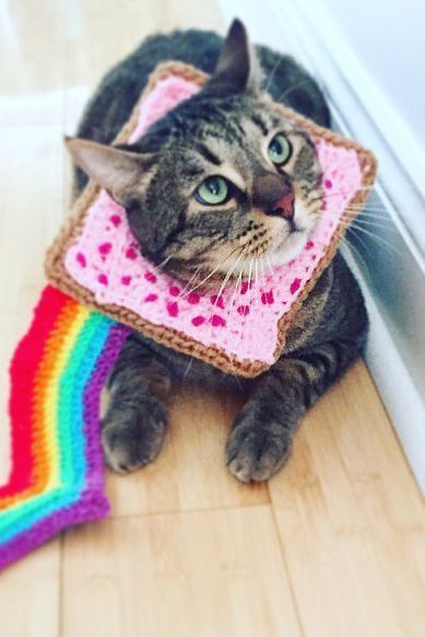 Kediler için Nyan kedi kostümü