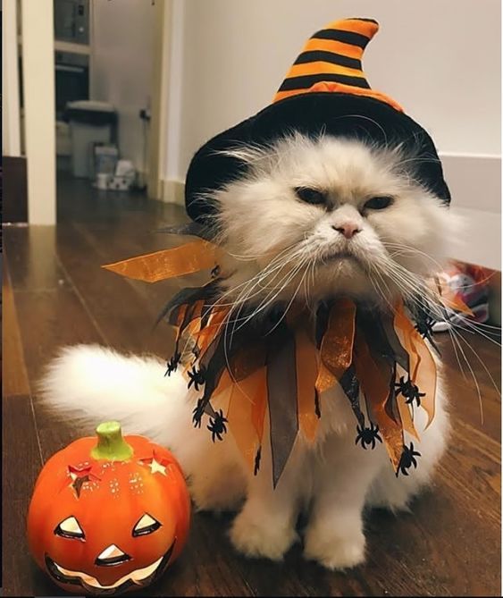 Kedi İçin Huysuz Cadı Cadılar Bayramı Kostümü