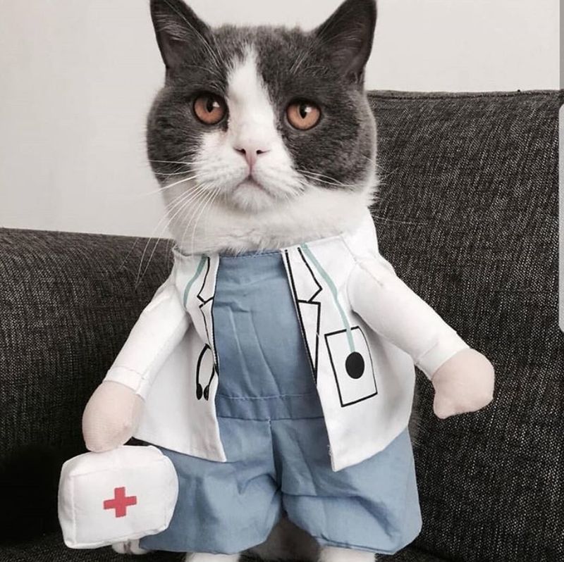 Kedi doktor kostümü