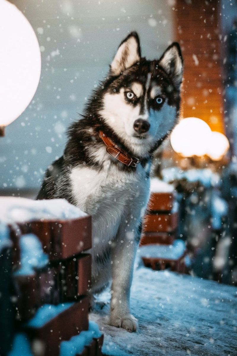 Slatke pozadine za iPhone s haskijem, slatke zimske pozadine sa psima