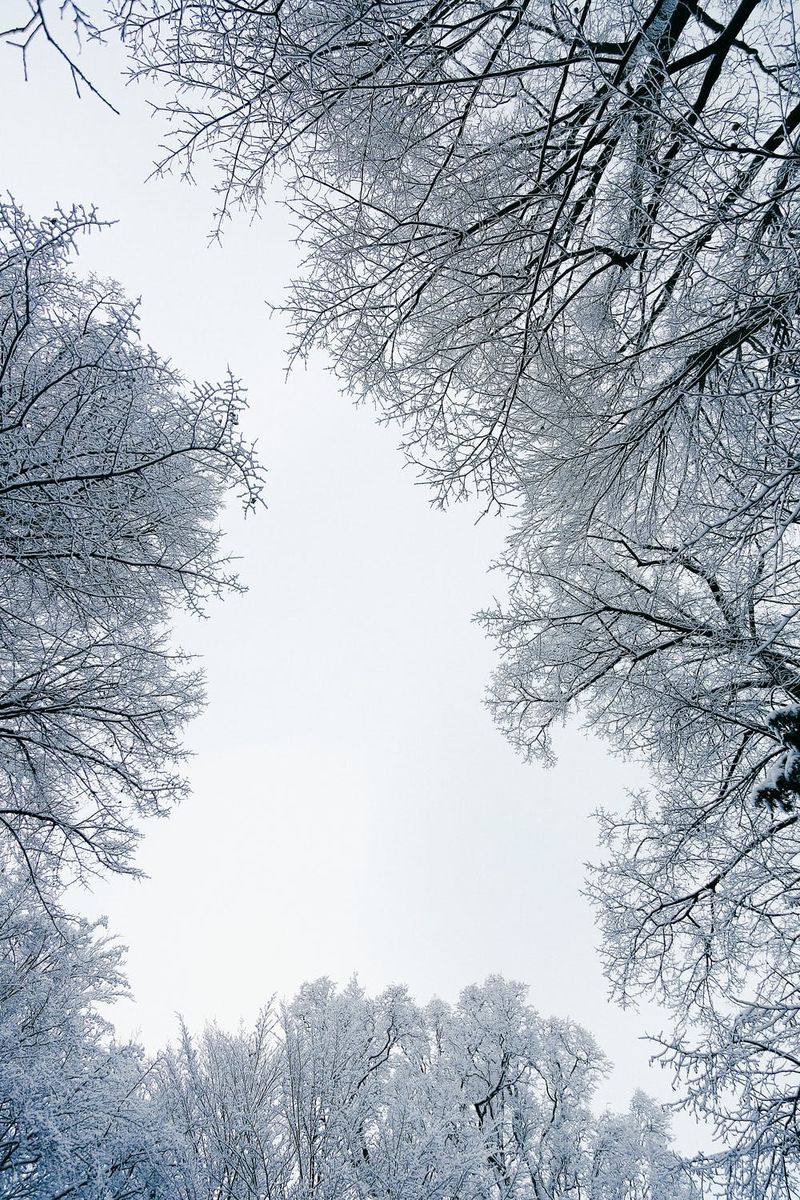 Zimska tapeta sa snježnim drvećem