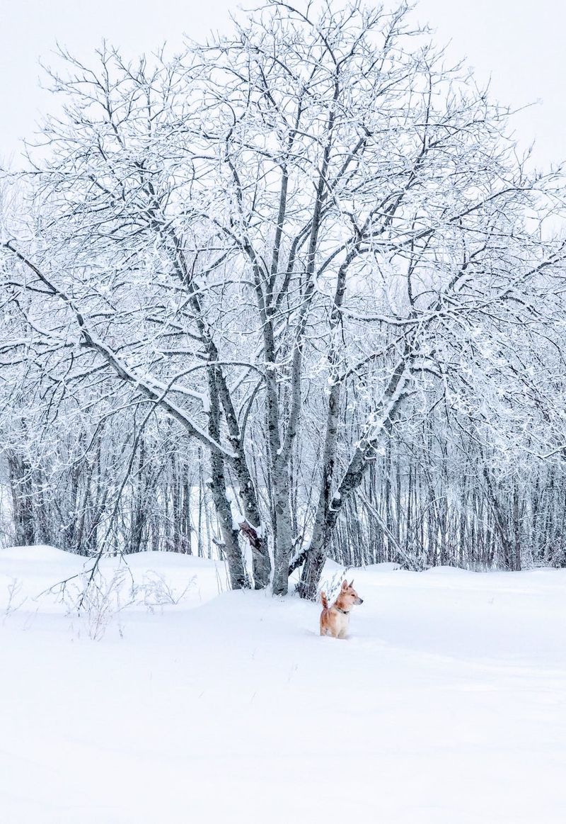 خلفية الشتاء مع الثلوج ، خلفية الثلوج مع الكلب