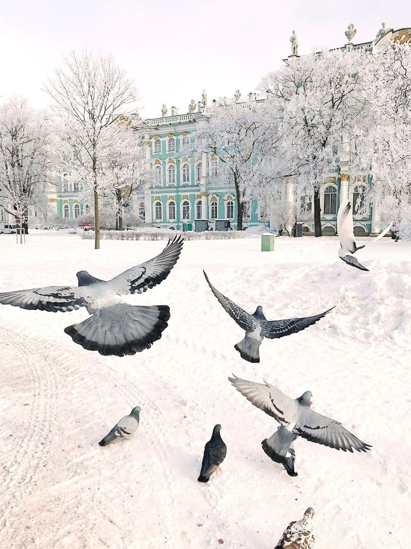 خلفيات الشتاء للآيفون مع الطيور ، خلفية المدينة الثلجية - خلفية Ermitage