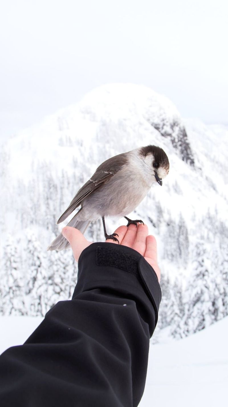 خلفيات الشتاء الجميلة مع الحيوانات (الطيور)