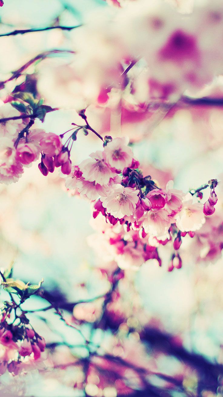 Estetika trešnjinog cvijeta za iPhone