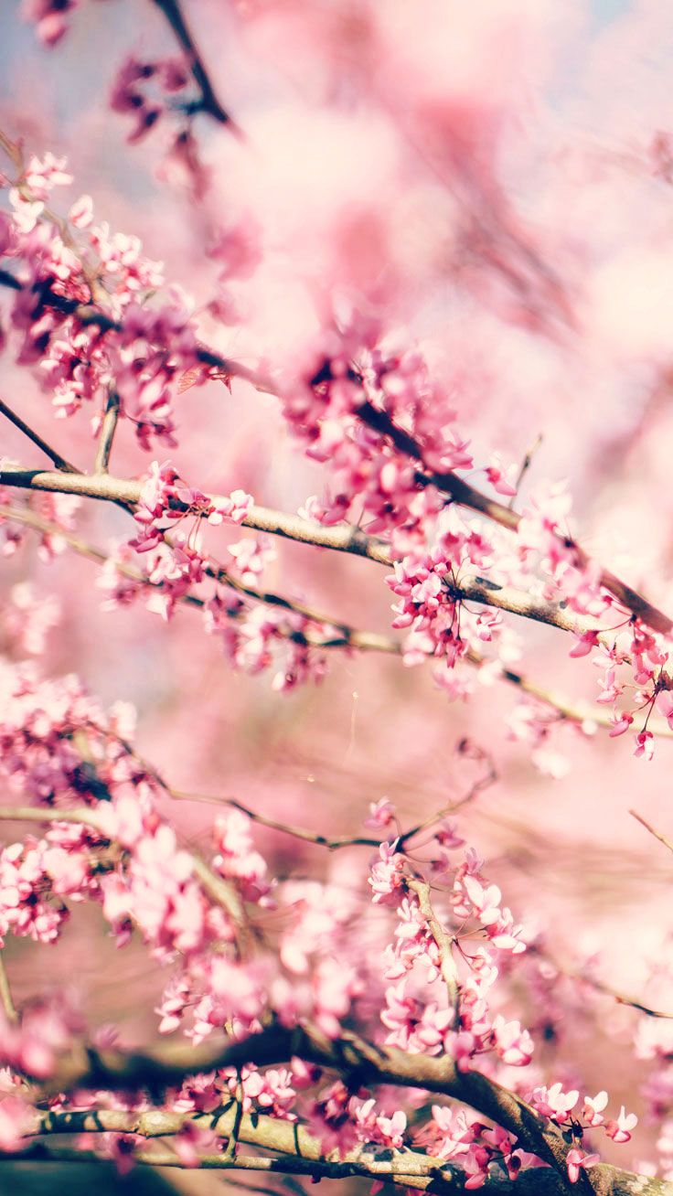 Pozadina lijepe ružičaste trešnje, pozadina cvijeća za iPhone