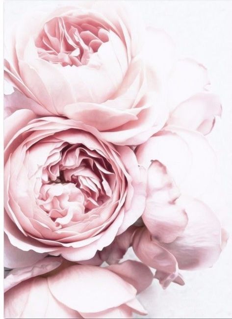 Estetska tapeta s ružičastim božurom, pozadina s ružičastim cvijećem za iPhone
