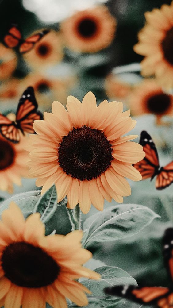Lijepa pozadina cvijeća iPhone, tapeta suncokreta s leptirima