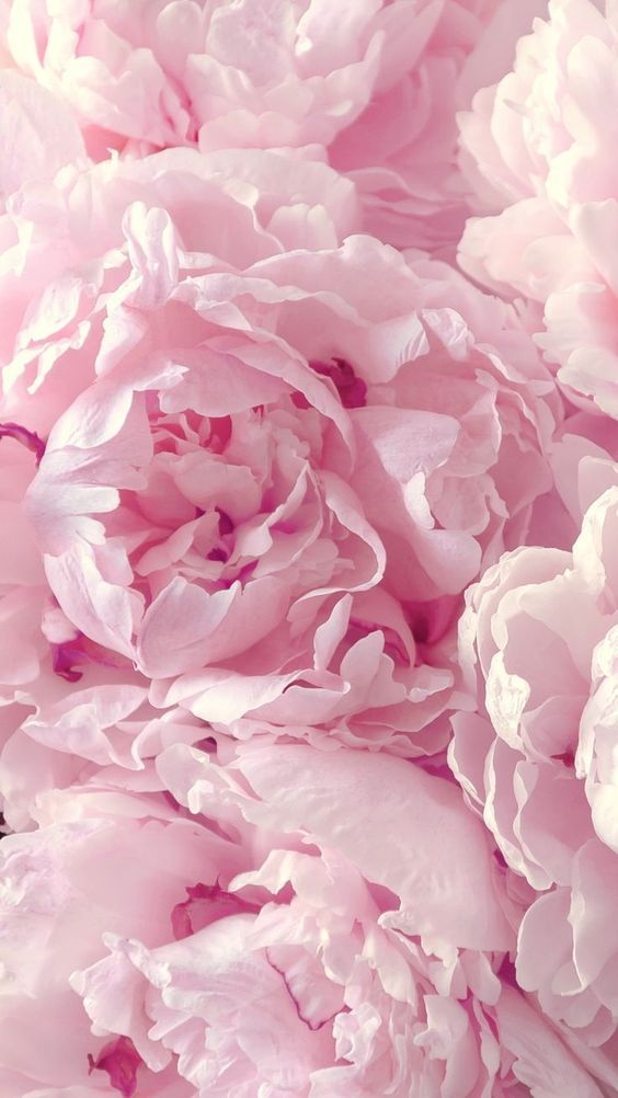 Estetska tapeta s ružičastim božurom, pozadina s ružičastim cvijećem za iPhone