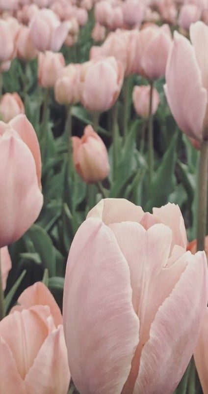 Estetska pozadina ružičastog tulipana, pozadina s ružičastim cvijećem za iPhone