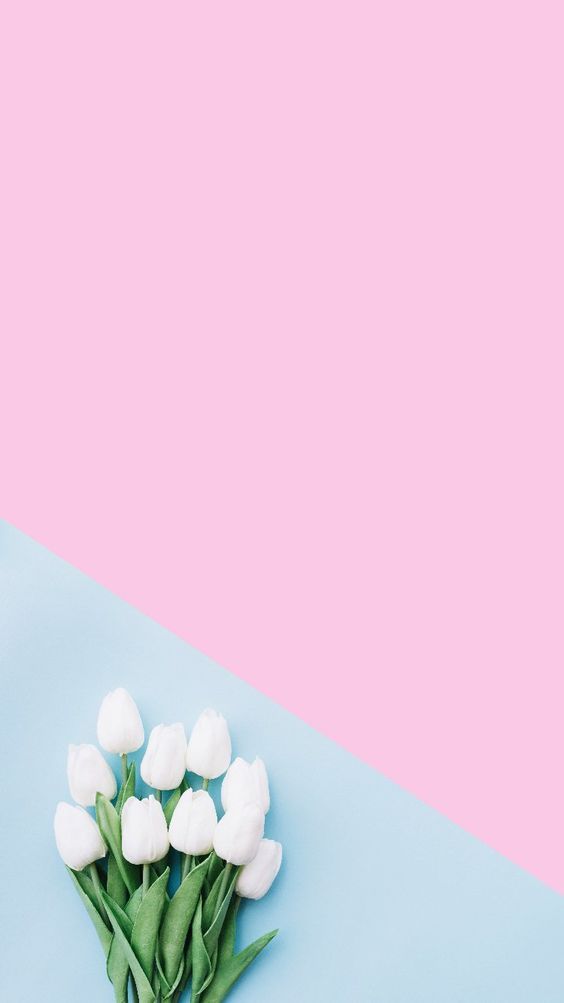 Bijela pozadina tulipana estetska, pozadina bijelog cvijeća za iPhone