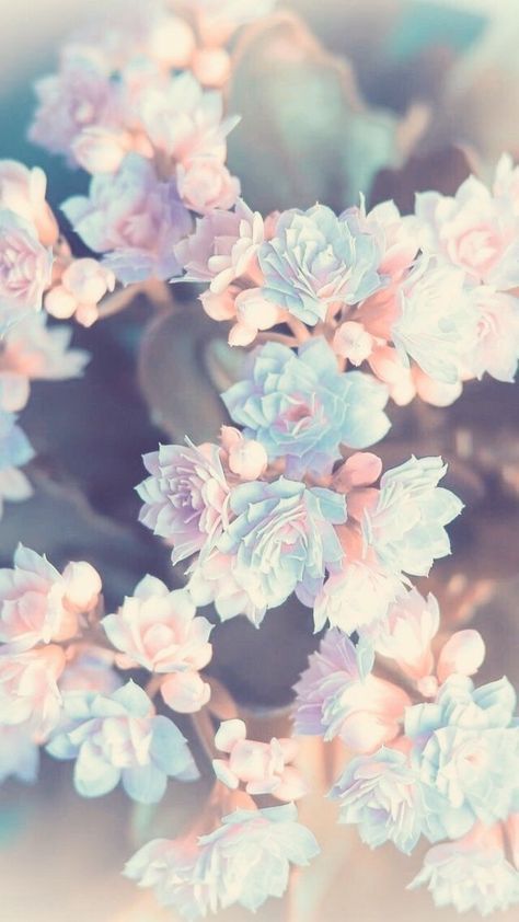 Lijepa pozadina za iPhone s cvjetovima