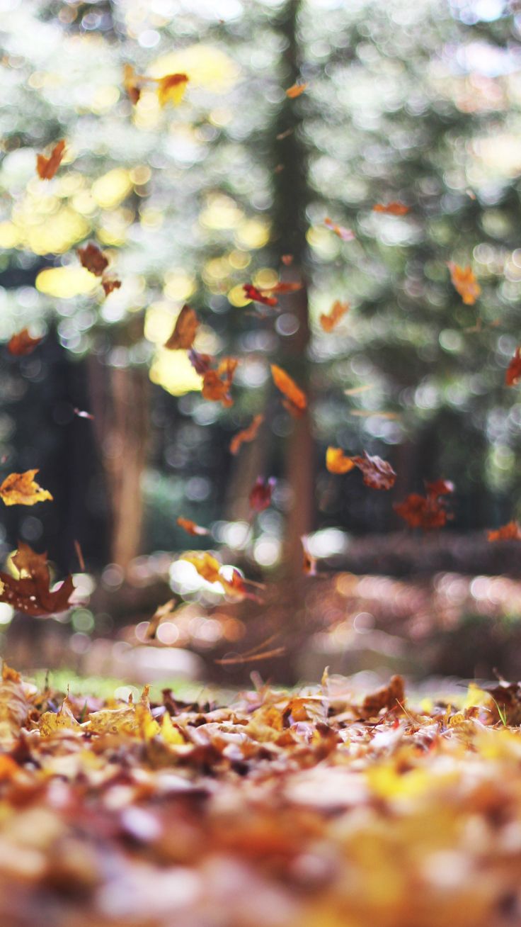 Ästhetische Herbsttapete mit Blättern