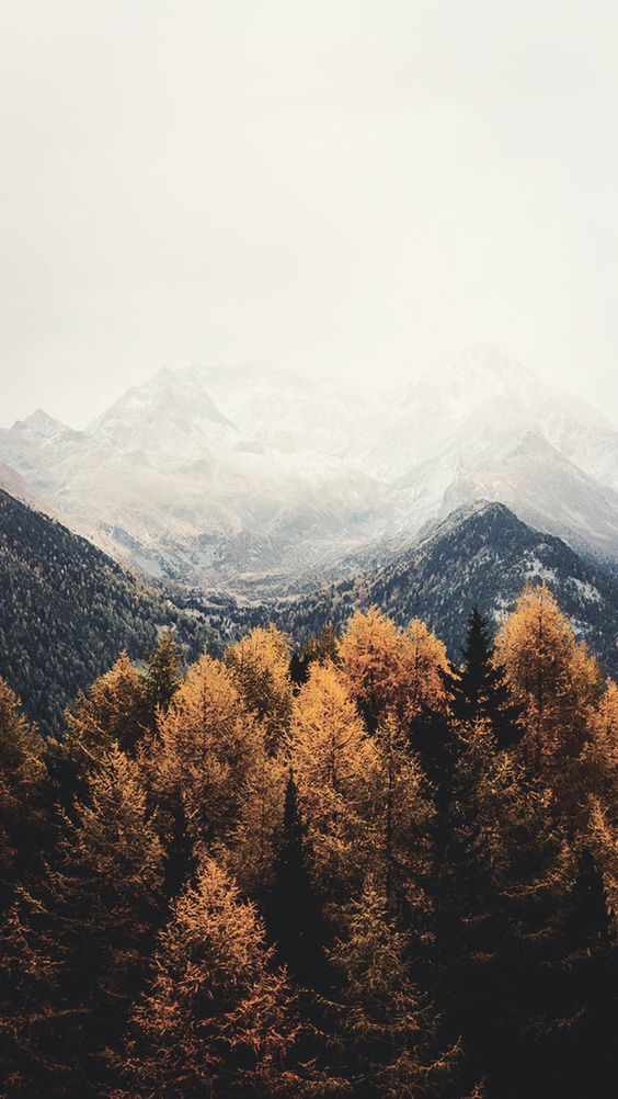Hintergrundbilder mit Herbstlaub für das iPhone