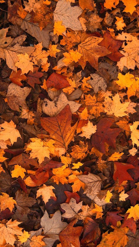 Herbstlaub Tapete iPhone, gefallene Blätter Tapete