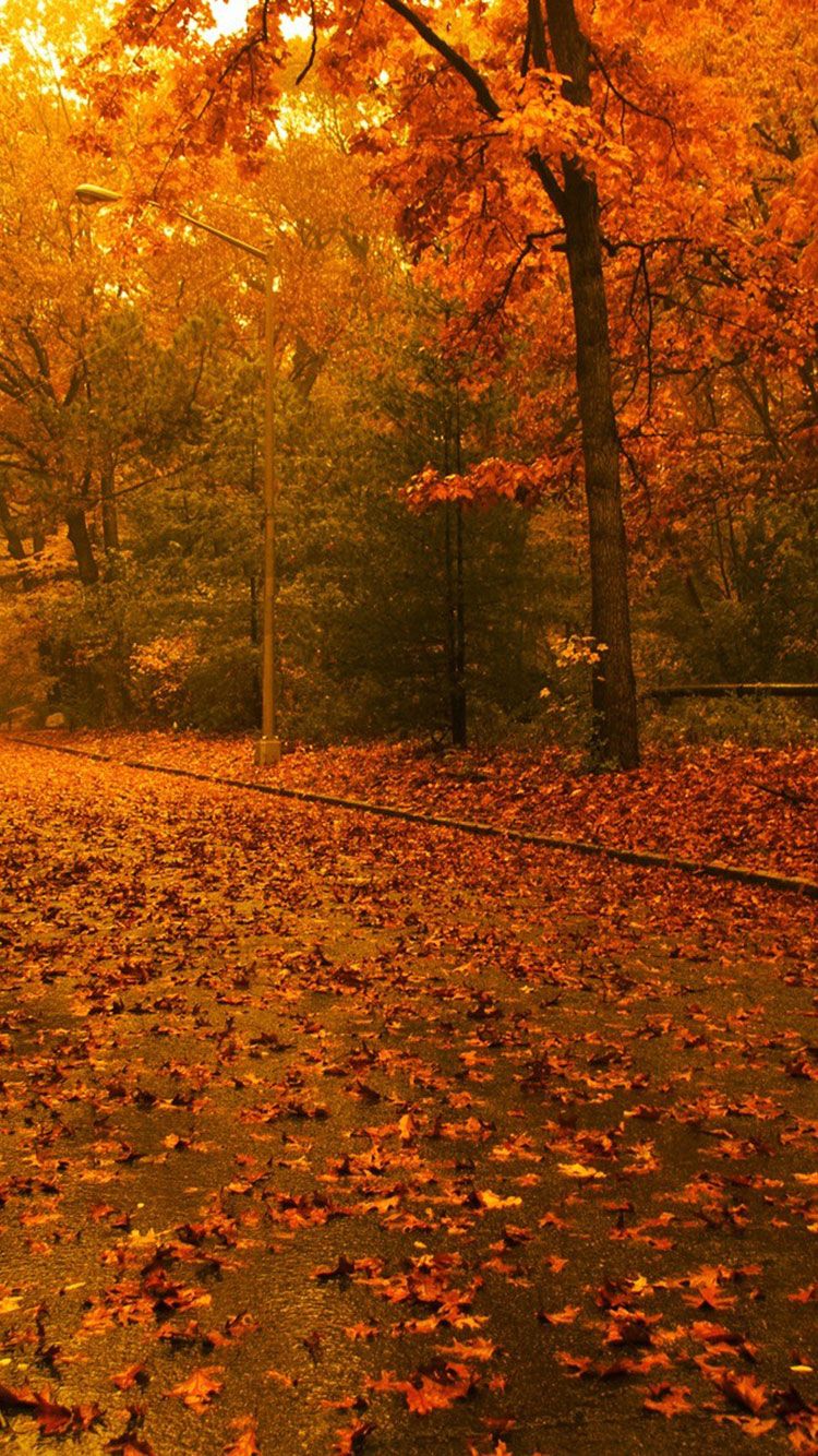 Jesen pozadina za iPhone s jesenjim lišćem na tlu